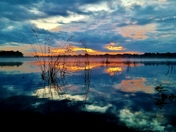 Morning blue sunrise with reeds