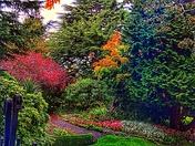 A Fall Garden
