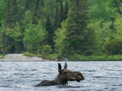 Cow Swimming To Her Calf