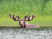Bathing Moose