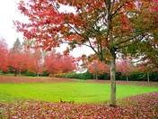 Fall beauty at Douglas Park
