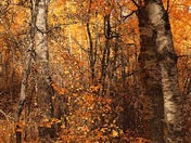 The Orange Hues of Fall