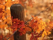 The Orange Hues of Fall