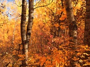 The Orange Hues of Fall