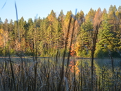 Early Morning in Allan Park