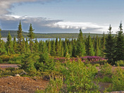 Labrador Coastal #510