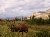 Elk in Jasper