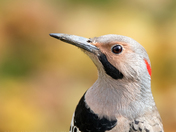 Northern Flicker
