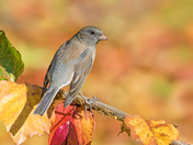 Dark-eyed Junco