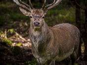 Elk (Cervus elaphus)