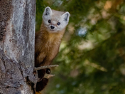 Pine Marten 