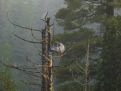 The Spider's and the Heron