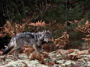 Lone Wolf on the Prowl