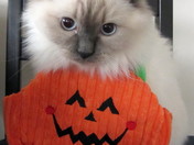 Halloween For Kitty