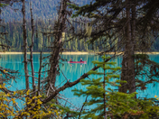 Autumn suit you well, Canoe / Emerald Lake in Yoho National Park