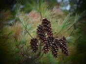 PineCone cluster