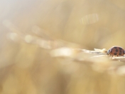 Ladybug
