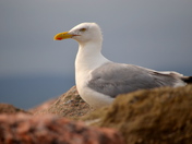 Gull on the Coast
