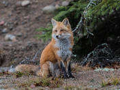 Male Red Fox 
