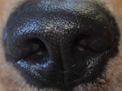 The Nose of a Golden