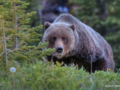 Grizzly needs a napkin!