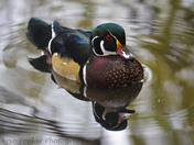 High Park Wood Duck