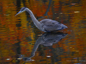 Great blue Heron in fall