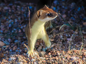 Ermine in the Kivalliq Region