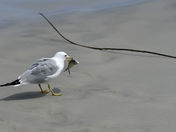 Lunch at Daytona Beach