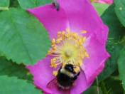 Take time to smell the roses