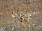 Mule Deer in love 