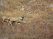 Mule Deer in love 