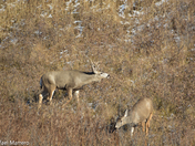 Mule Deer in love 