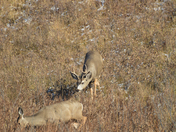 Mule Deer in love 