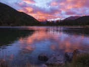 Forget Me Not Sunrise