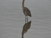 Heron On The Pond