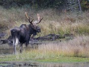Bull Moose