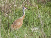 Sandhill Crane