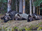 "Cillin' on the Chilko"