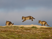 Arctic Fox Kits at Play