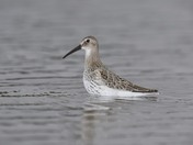 Shorebird