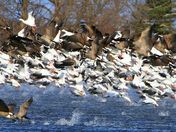 "Birds Of A Feather"