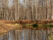 Reflection On The River
