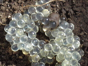 Pearls of Nature