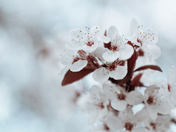 Victoria Cherry Blossoms