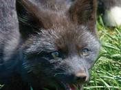 Grey Fox Cub