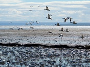 Snow geese