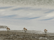 Sandpiper Trio