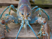 Not Your Regular Catch 