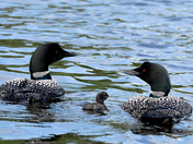 Loon Family